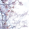 白-White-