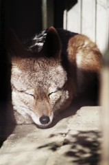おやすみぃ・・