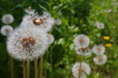 FLUFF