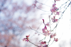 桜-SAKURA-