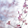 桜-SAKURA-