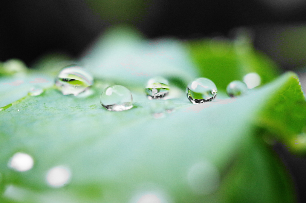 水玉家族
