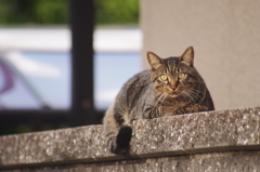 cat