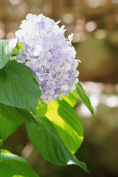 紫陽花の蒼