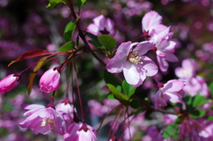 春の色 -Spring color-