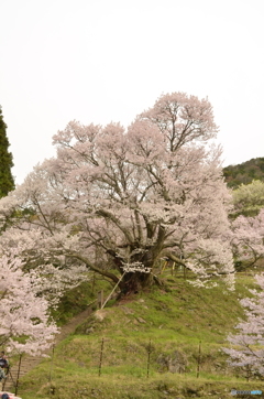 仏隆寺の千年桜