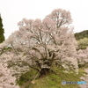 仏隆寺の千年桜