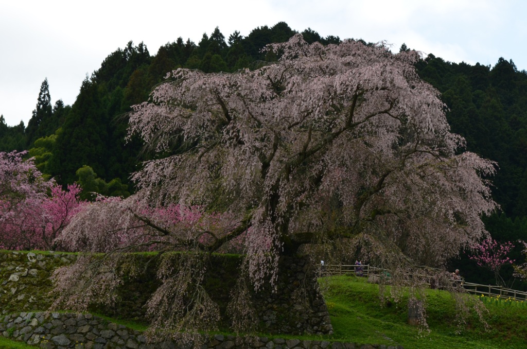 又兵衛桜