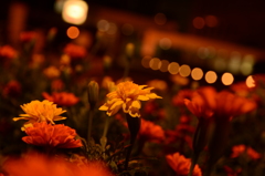 新宿の花