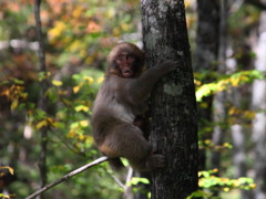 こどもにほんざーる