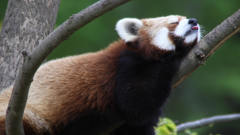 動物園のれっさ