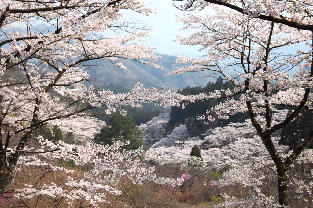 桜密度