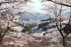 桜密度