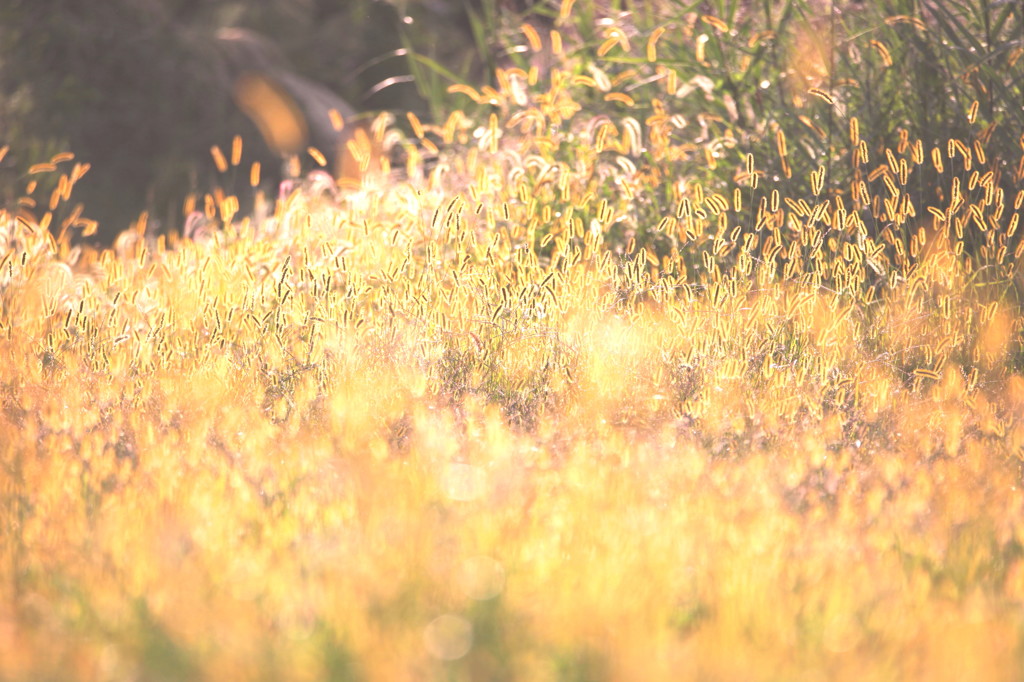 猫じゃらし（狗尾草）