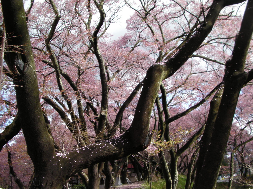 桜幹