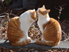猫のＣ