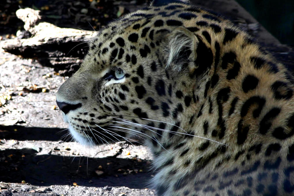 動物園のじゃが
