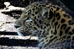 動物園のじゃが
