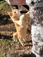 猫のＢ