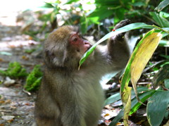 おとなにほんざーる　