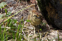 ライチョウヒナ