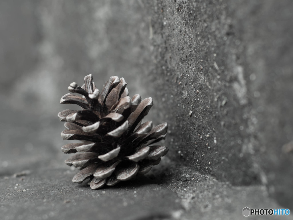 ひとりぼっくり