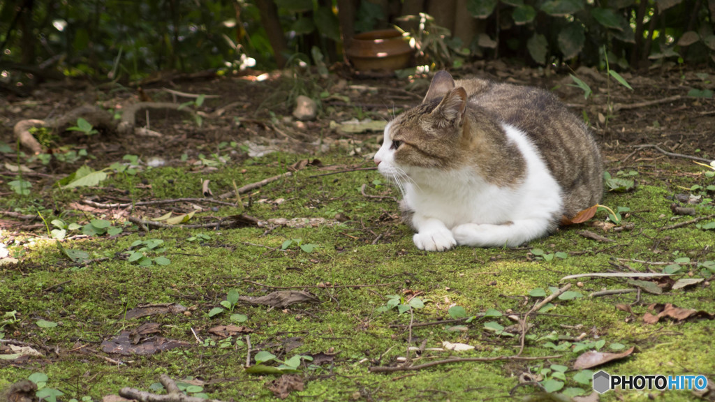 猫