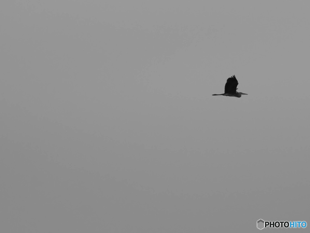 飛んで行くなぁ