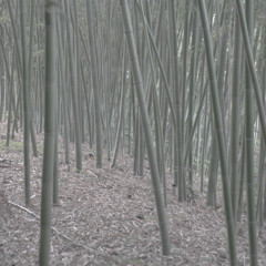 竹林　迷ったかな