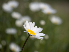 庭先の花