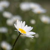 庭先の花