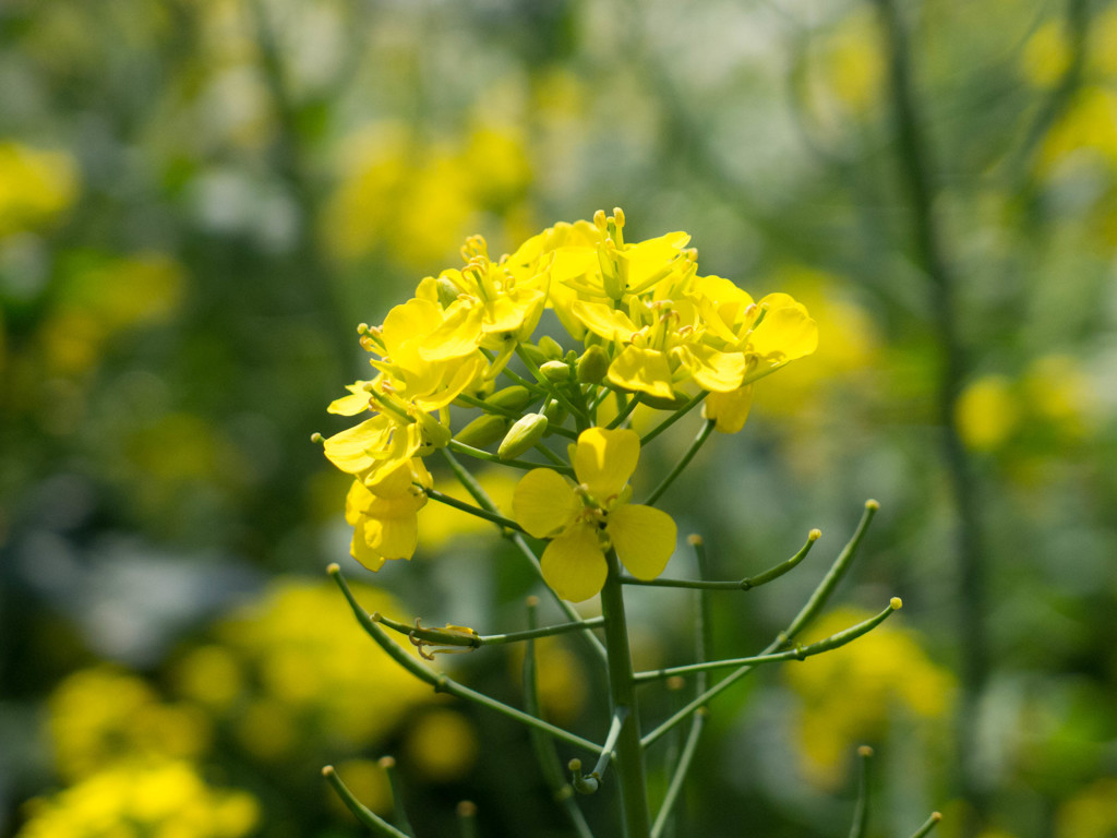 菜の花