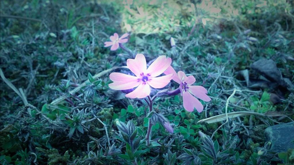 芝桜