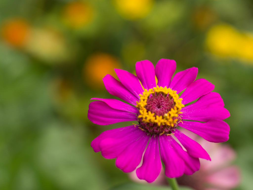 Nikonのレンズで