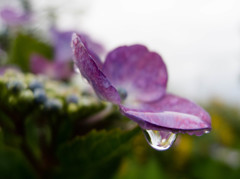 雨上がりの紫陽花 １