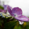 雨上がりの紫陽花 １