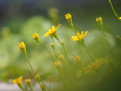 庭先の花