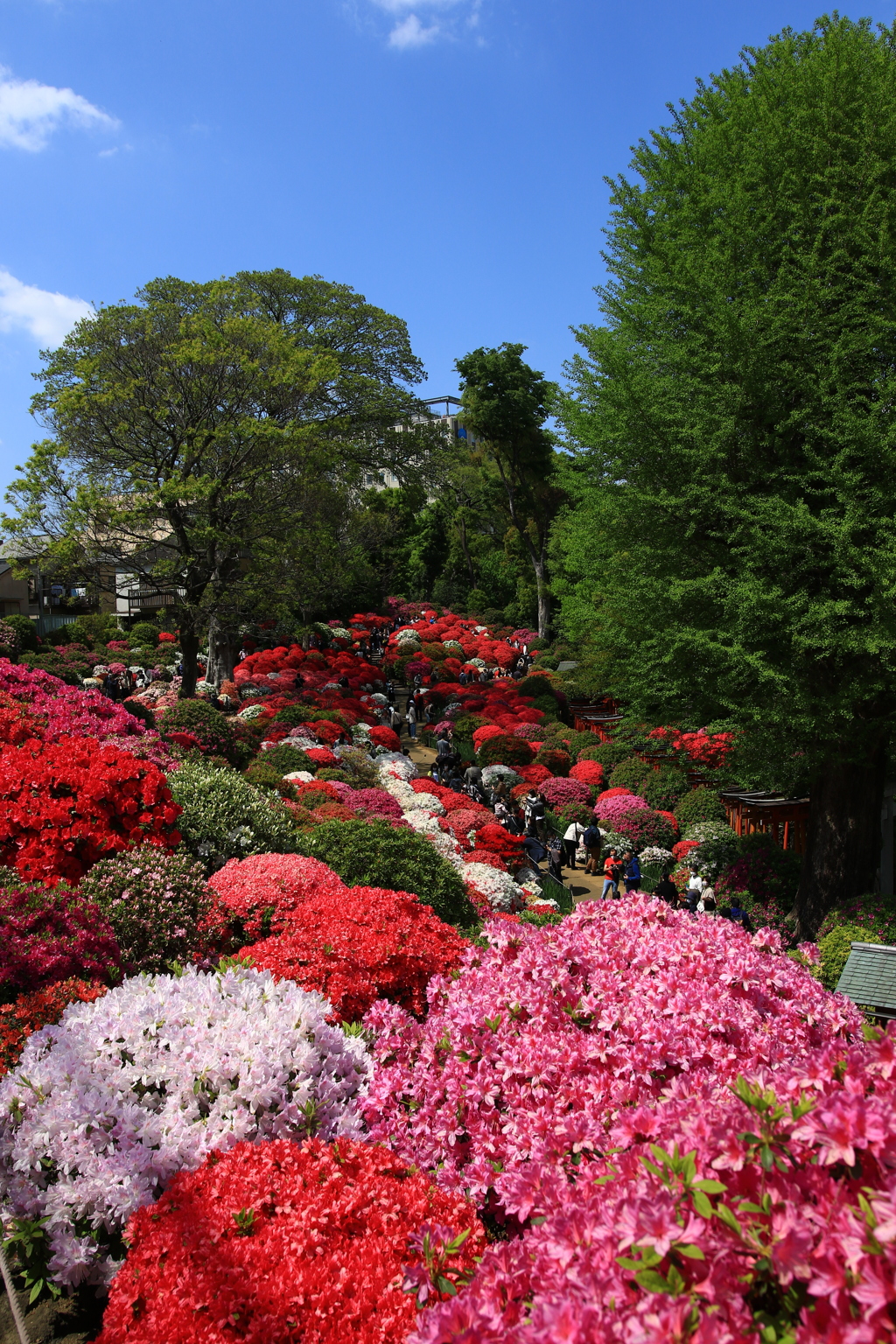 根津神社のつつじ
