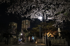 夜桜散歩