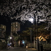 夜桜散歩