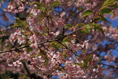 お散歩スナップ