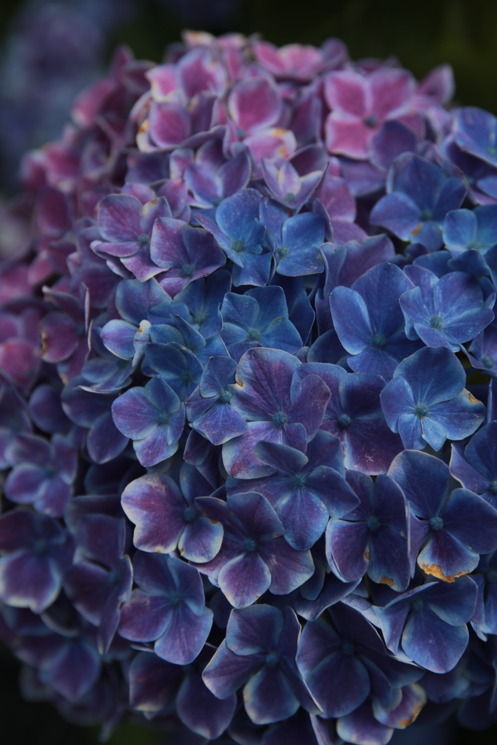 紫陽花