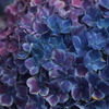 紫陽花