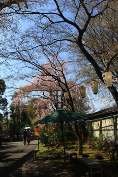 近所の桜