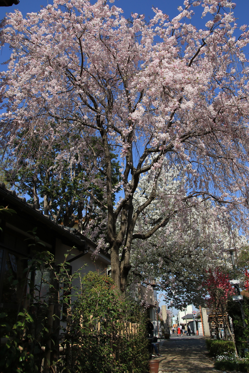 桜・谷中
