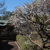 皇居・梅