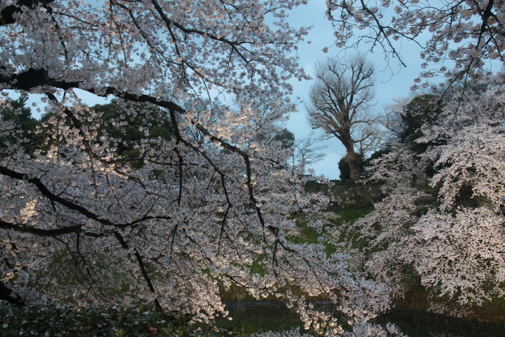 千鳥ヶ淵