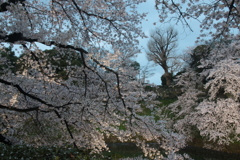千鳥ヶ淵