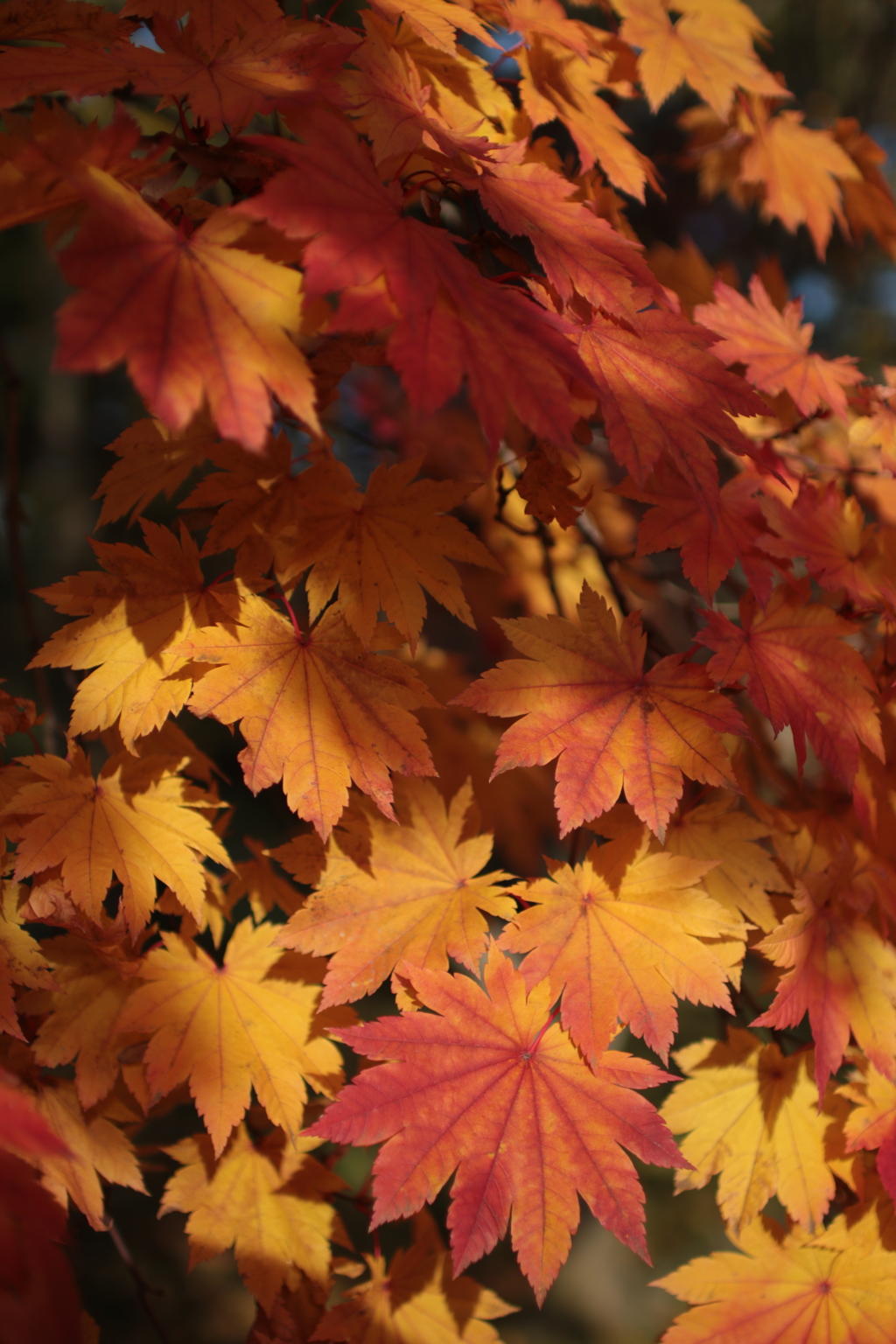 紅葉・弘前公園