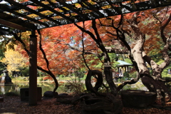 日比谷公園・紅葉2016